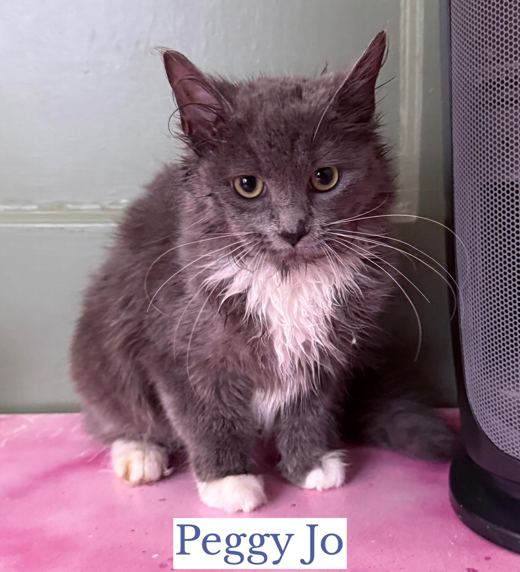 Enlarge Peggy Jo, an adopted Domestic Medium Hair in Berkeley Springs, WV image 1/2