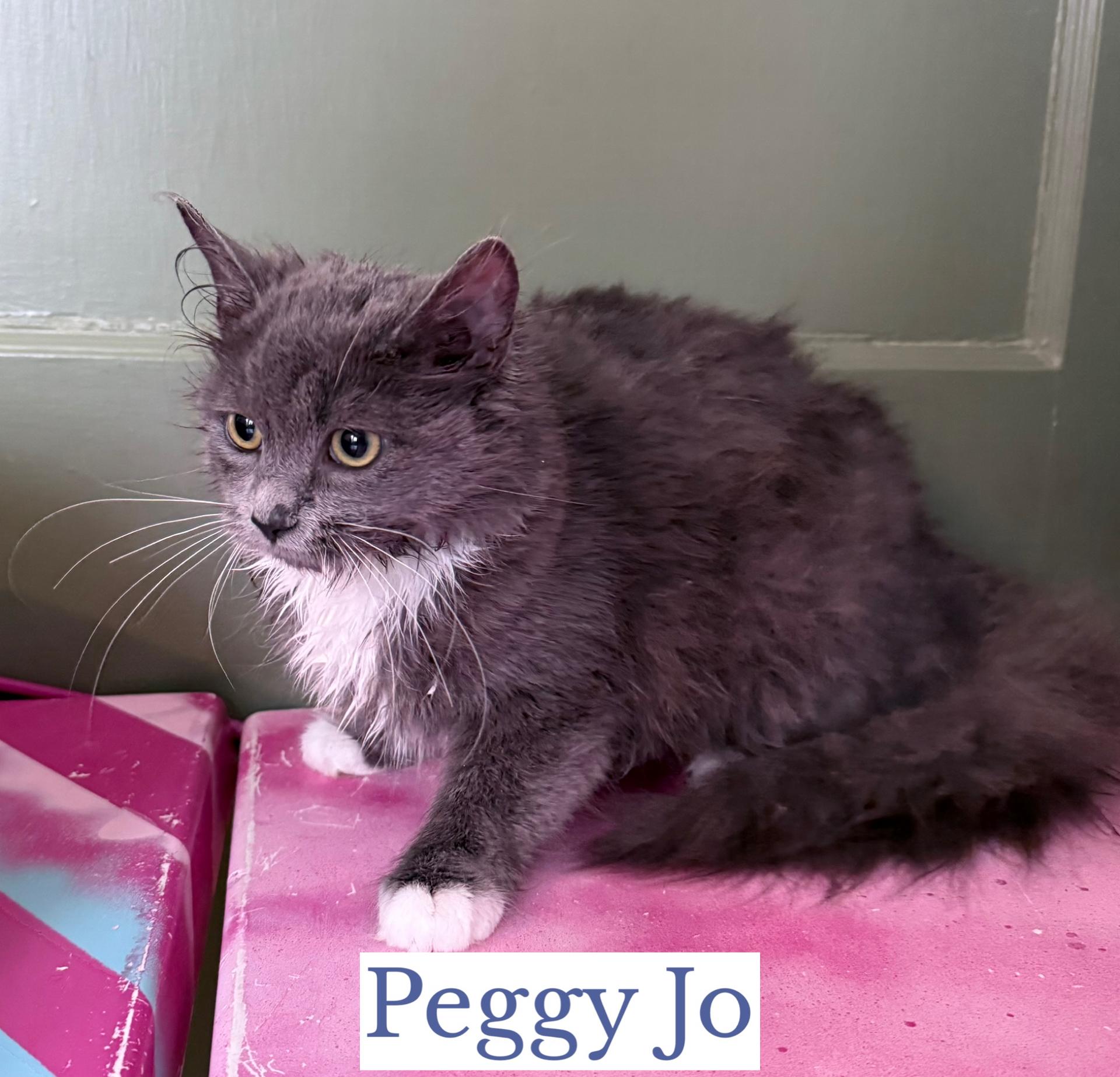 Enlarge Peggy Jo, an adopted Domestic Medium Hair in Berkeley Springs, WV image 2/2