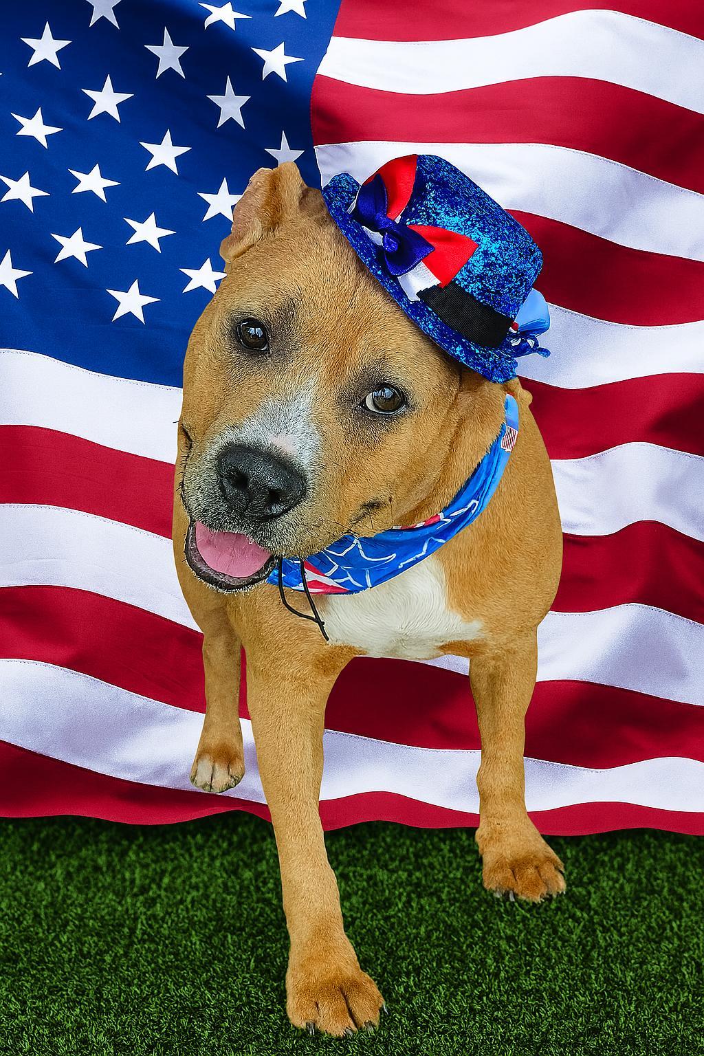 Major, a Adoptable mixed breed in Brattleboro, VT image 4/4