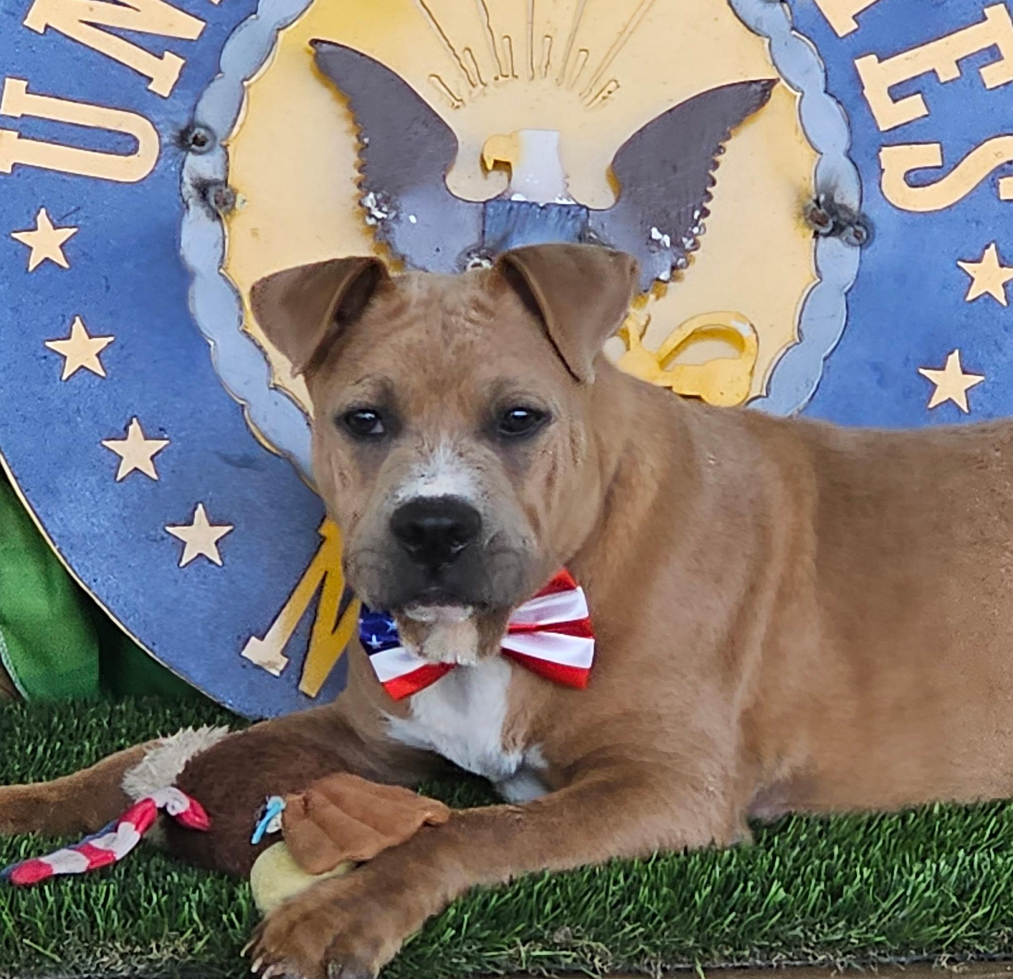 Major, a Adoptable mixed breed in Brattleboro, VT image 1/4