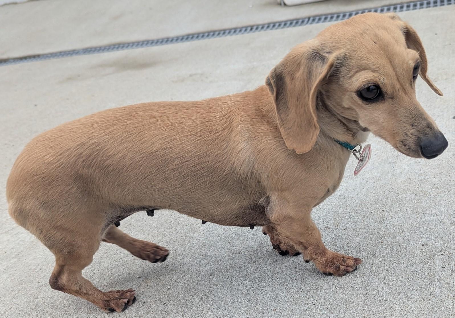 Enlarge Billie Jean in TN, an adopted Dachshund in Shelbyville, TN image 1/6