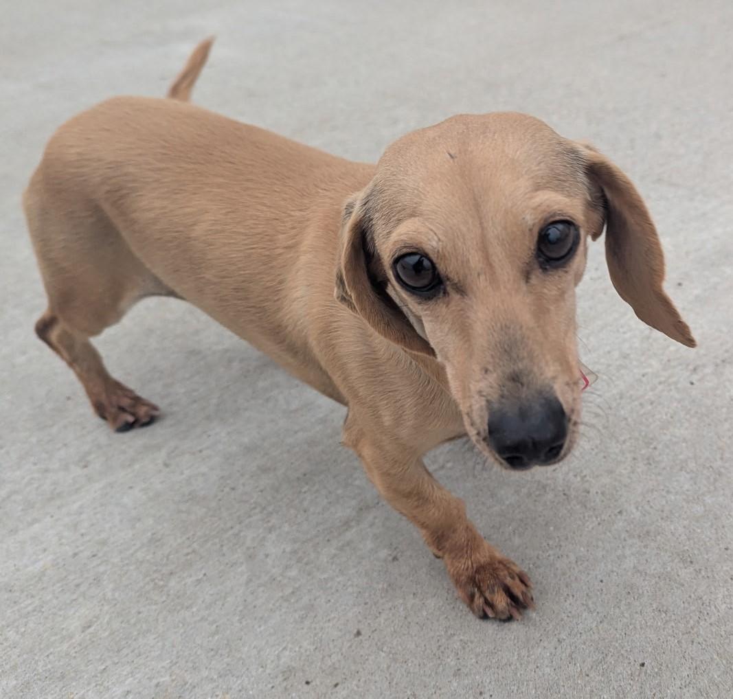 Enlarge Billie Jean in TN, an adopted Dachshund in Shelbyville, TN image 2/6