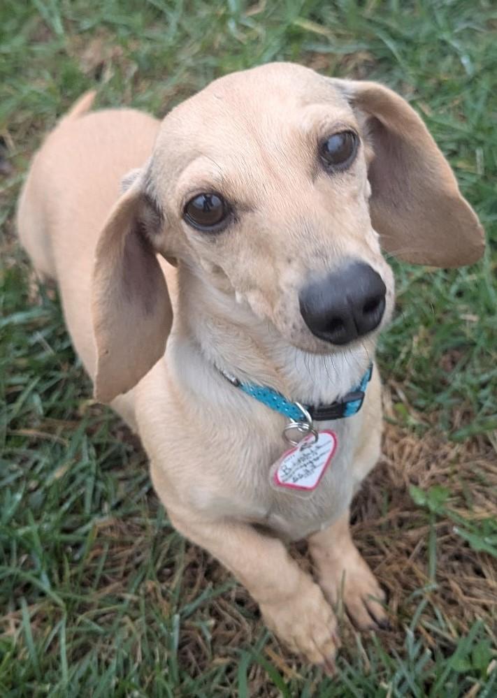 Enlarge Billie Jean in TN, an adopted Dachshund in Shelbyville, TN image 3/6