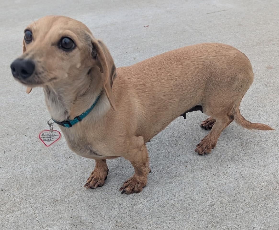 Enlarge Billie Jean in TN, an adopted Dachshund in Shelbyville, TN image 4/6