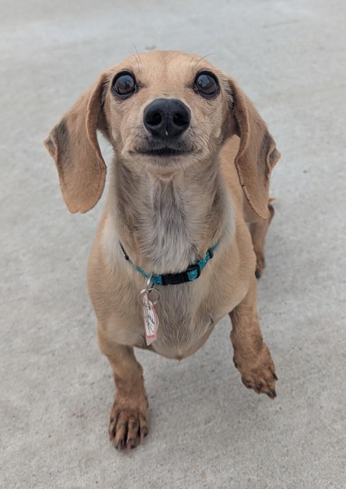 Enlarge Billie Jean in TN, an adopted Dachshund in Shelbyville, TN image 6/6