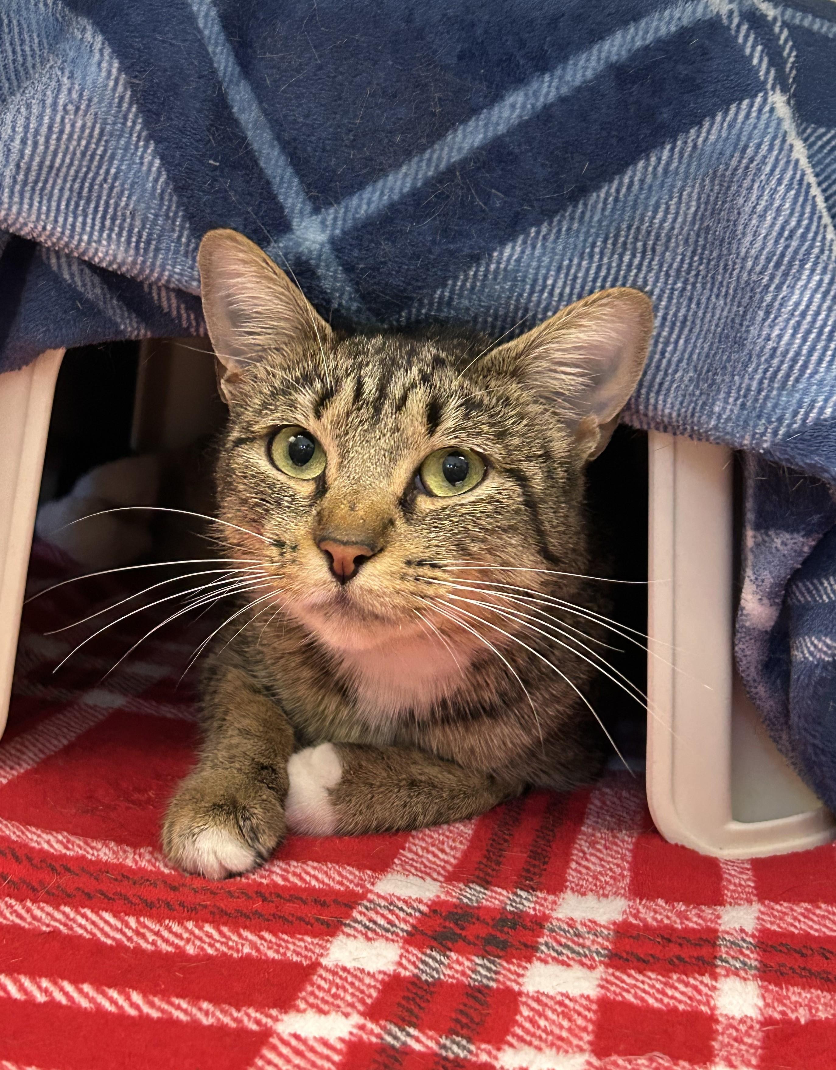 Lula, Adoptable, Adult Female Domestic Short Hair.