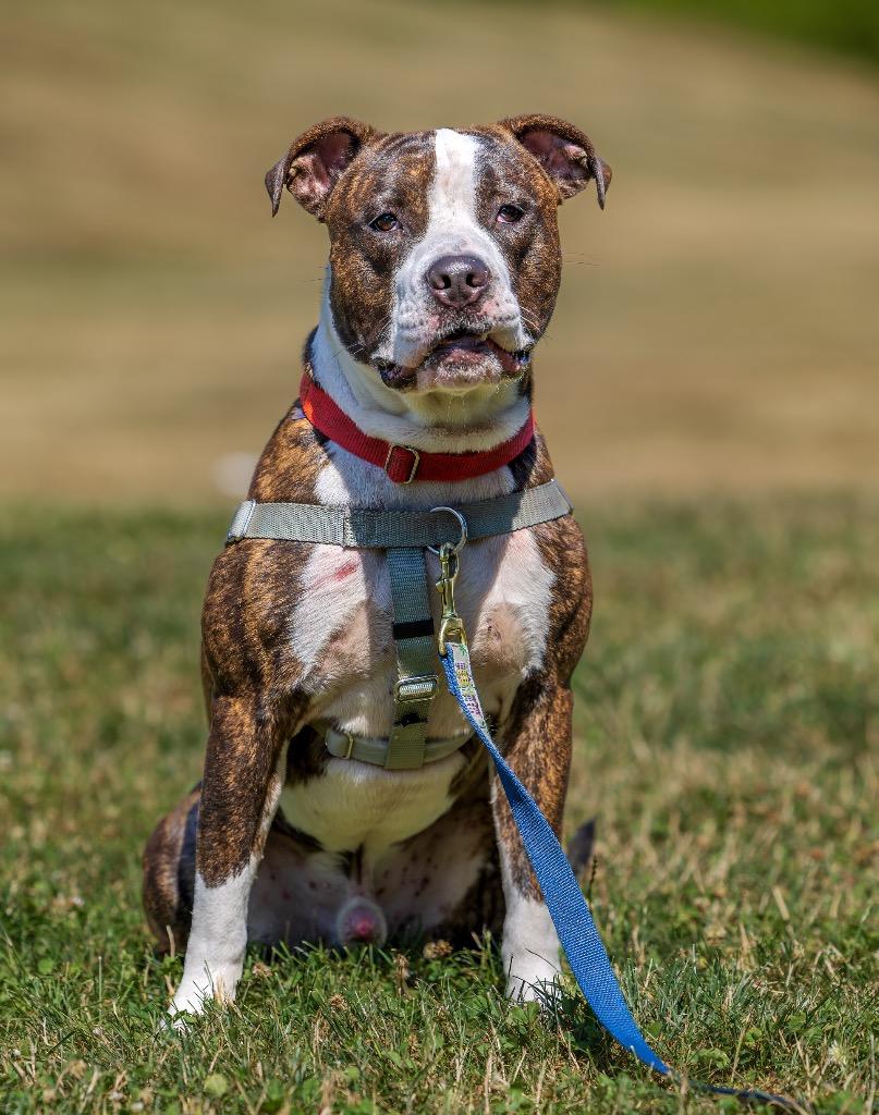 Sebastian, a Adoptable American Staffordshire Terrier in Ewing, NJ image 1/4