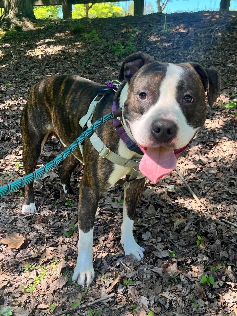Sebastian, a Adoptable American Staffordshire Terrier in Ewing, NJ image 2/4