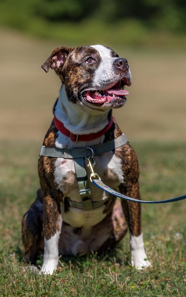 Sebastian, a Adoptable American Staffordshire Terrier in Ewing, NJ image 3/4