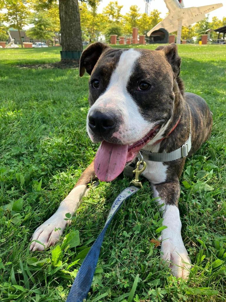 Enlarge Sebastian, a Adoptable American Staffordshire Terrier in Ewing, NJ image 2/4