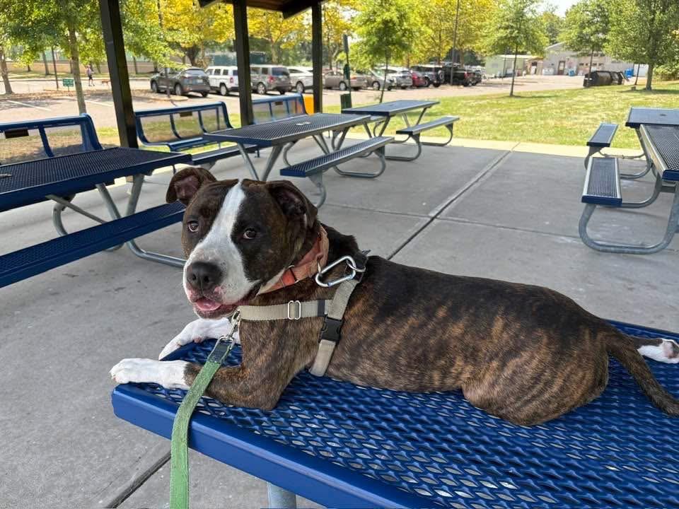 Enlarge Sebastian, a Adoptable American Staffordshire Terrier in Ewing, NJ image 3/4