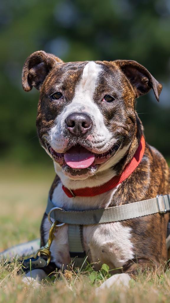 Enlarge Sebastian, a Adoptable American Staffordshire Terrier in Ewing, NJ image 4/4