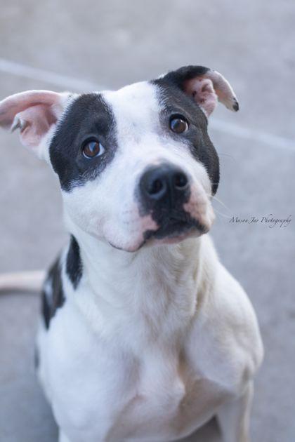 Enlarge Lucy, a Adoptable Mixed Breed in Reidsville, NC image 1/2