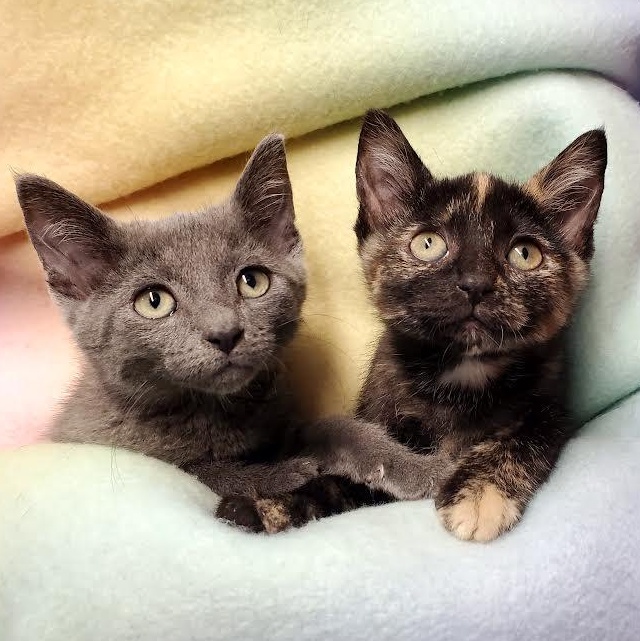 Mike & Izzie, ADOPTABLE, Kitten Male Domestic Short Hair.