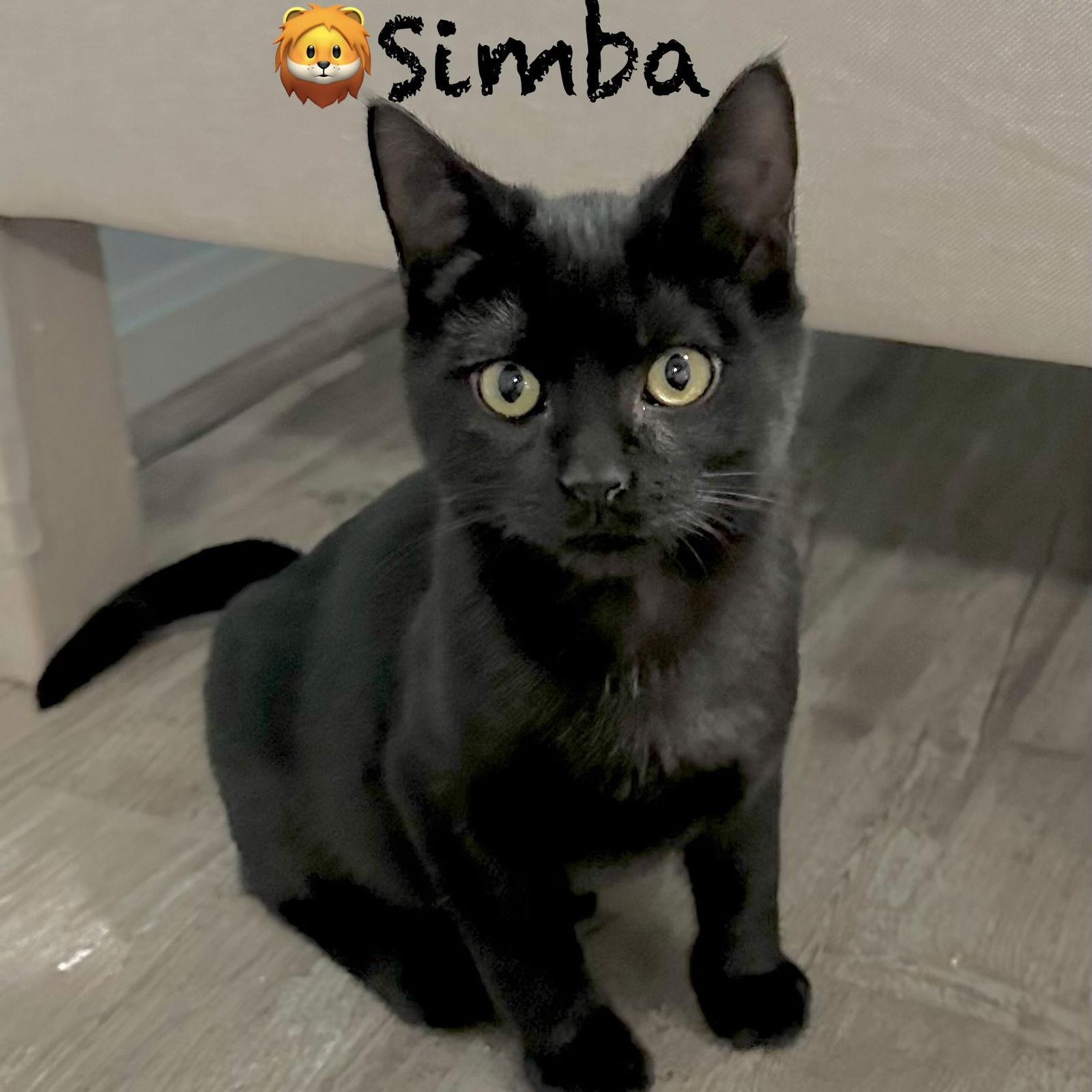 Simba, Adoptable, Kitten Male Domestic Short Hair.