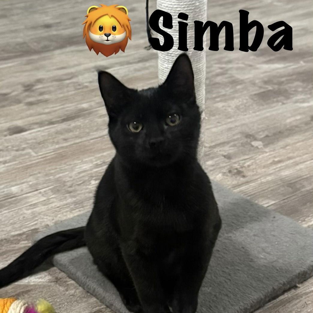 Enlarge Simba, a Adoptable Domestic Short Hair in Reston, VA image 3/3