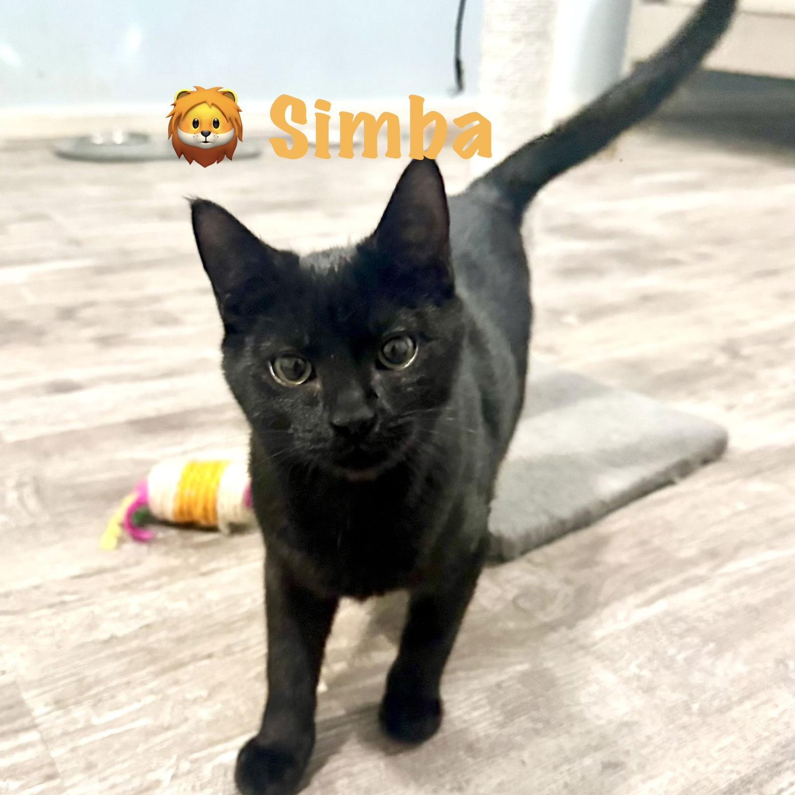 Enlarge Simba, a Adoptable Domestic Short Hair in Reston, VA image 2/3