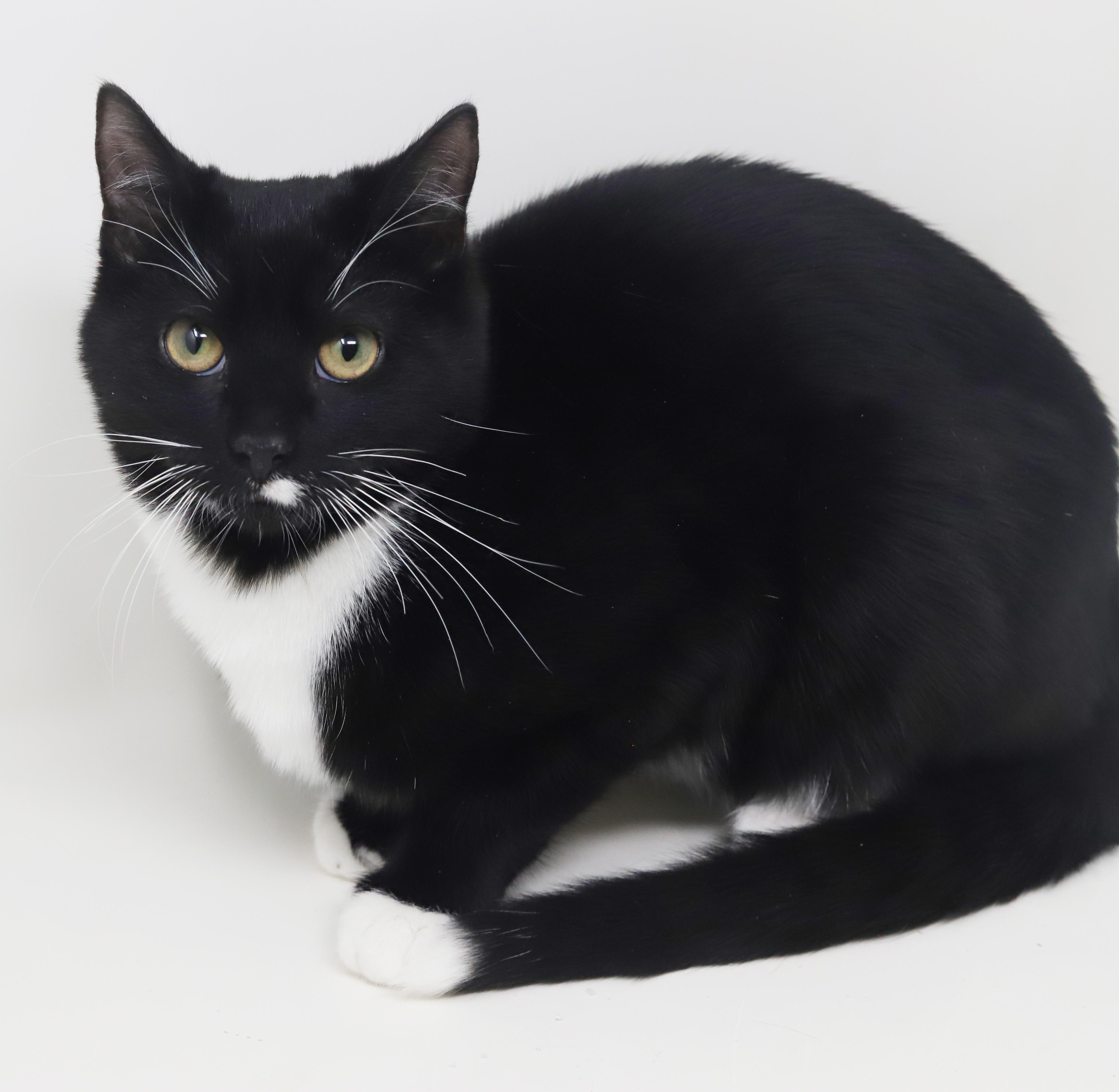 Enlarge Orlando and Dawn!  BONDED bro sis duo who will be your bffs furrever!  Gentle love bugs!, a Adoptable mixed breed in Bedford Hills, NY image 5/6