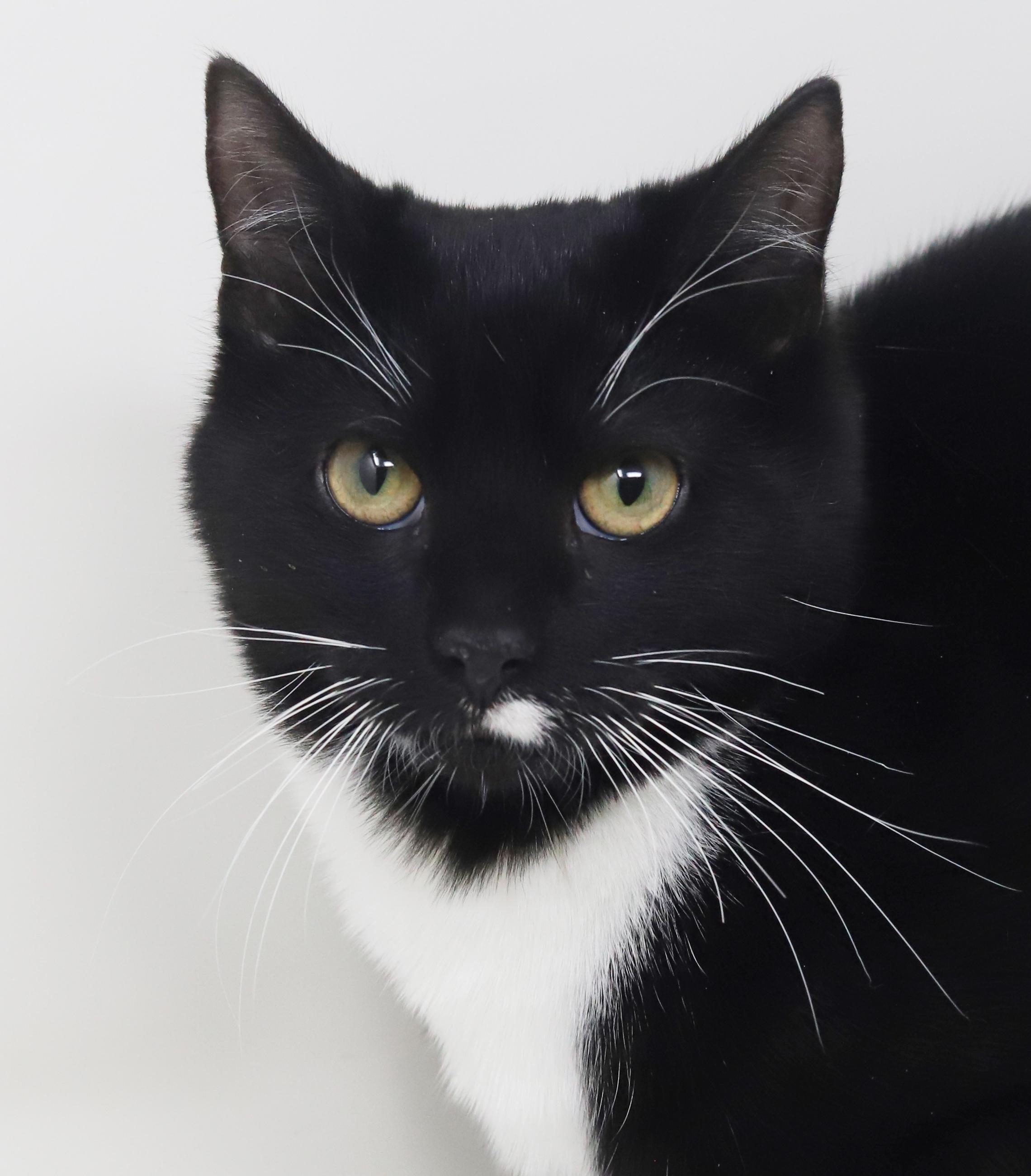 Enlarge Orlando and Dawn!  BONDED bro sis duo who will be your bffs furrever!  Gentle love bugs!, a Adoptable mixed breed in Bedford Hills, NY image 1/6