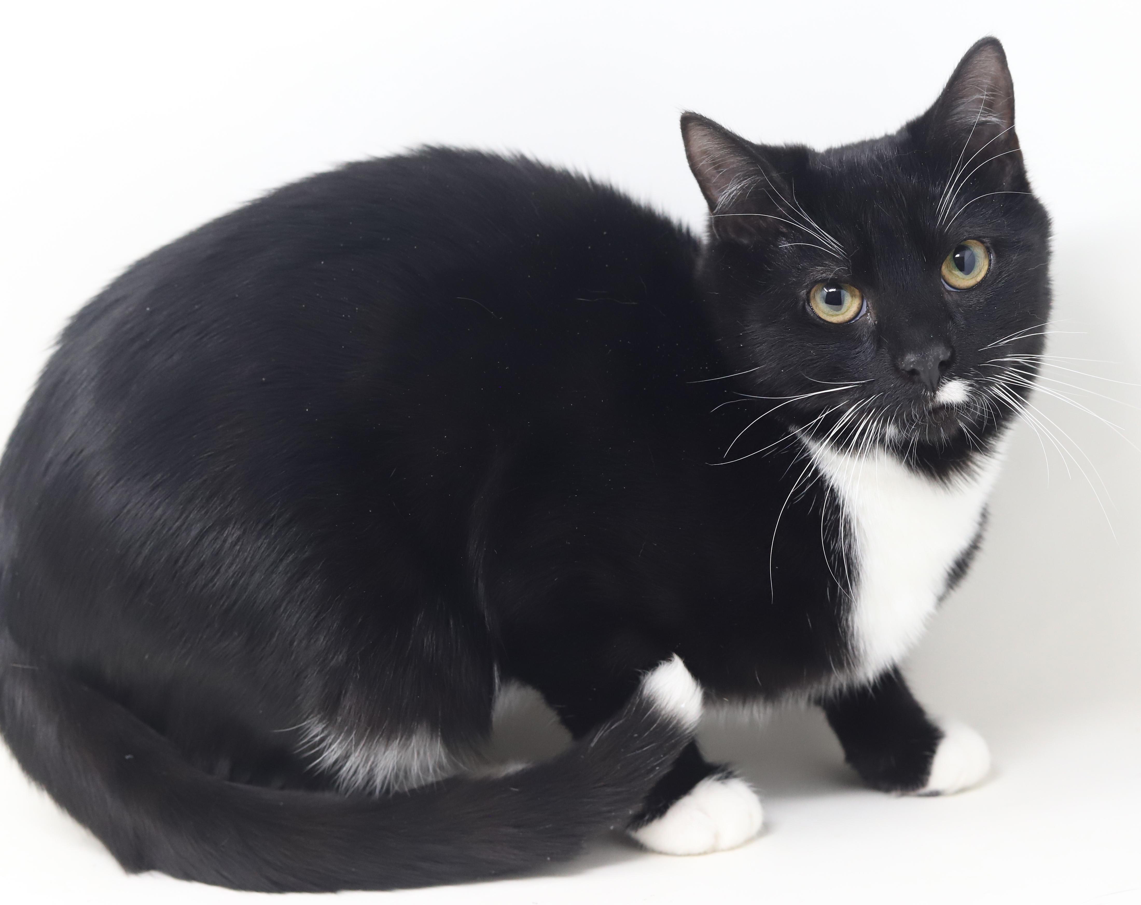 Enlarge Orlando and Dawn!  BONDED bro sis duo who will be your bffs furrever!  Gentle love bugs!, a Adoptable mixed breed in Bedford Hills, NY image 2/6