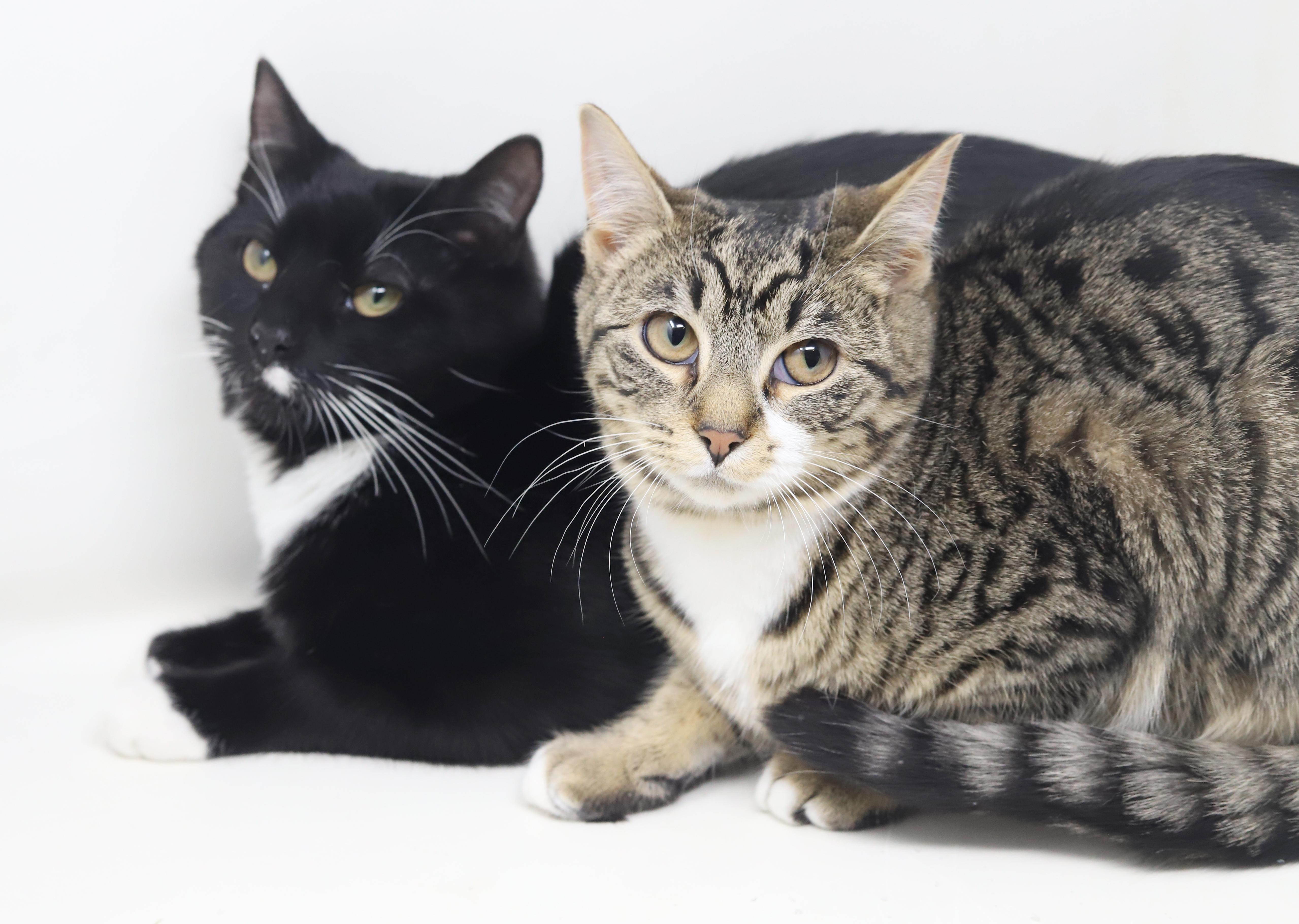 Enlarge Orlando and Dawn!  BONDED bro sis duo who will be your bffs furrever!  Gentle love bugs!, a Adoptable mixed breed in Bedford Hills, NY image 3/6