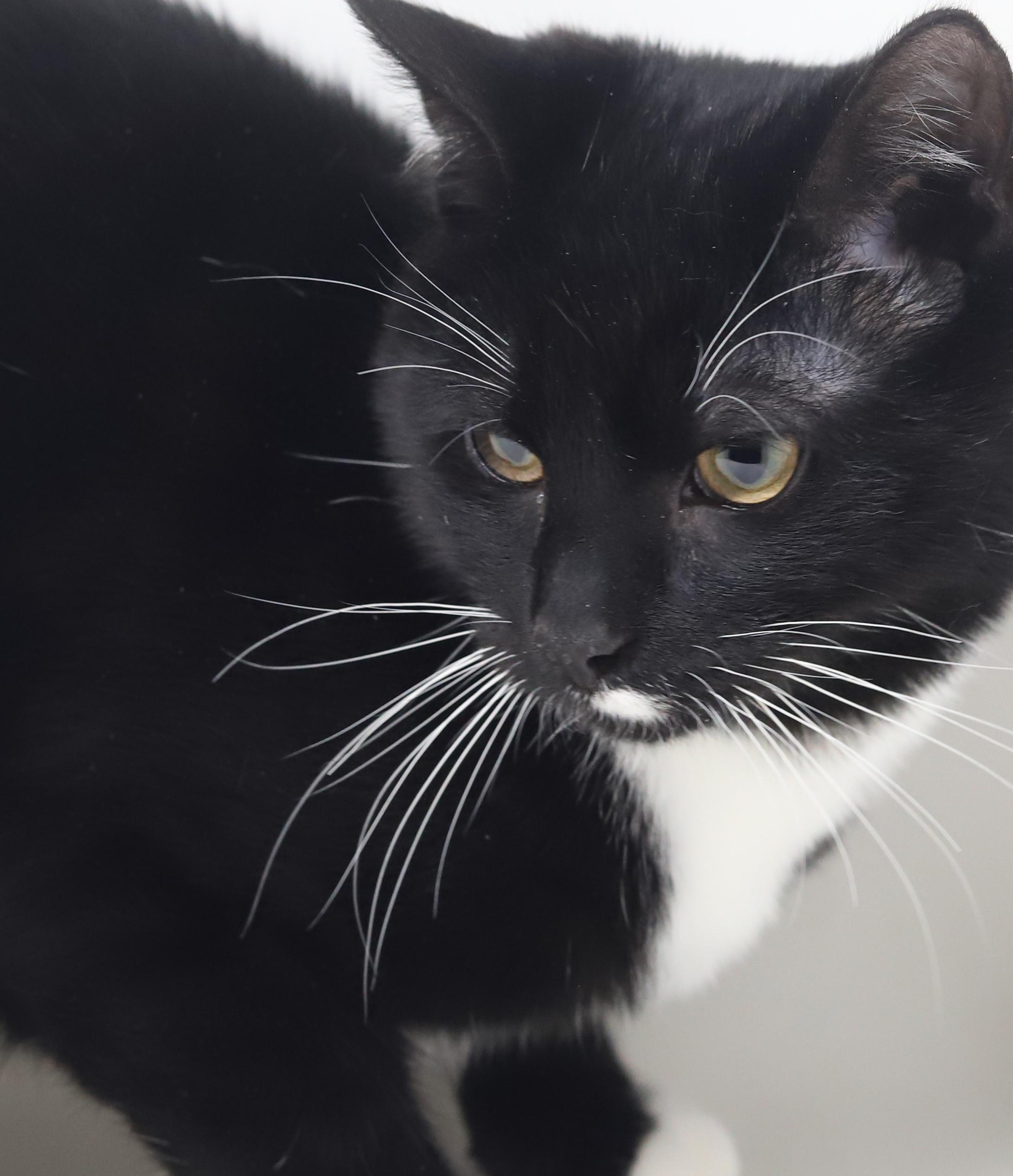 Enlarge Orlando and Dawn!  BONDED bro sis duo who will be your bffs furrever!  Gentle love bugs!, a Adoptable mixed breed in Bedford Hills, NY image 4/6