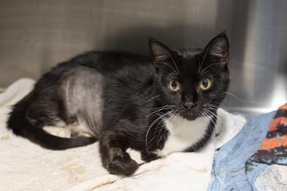 88195a Vixa- Pounce Cat Cafe, Adoptable, Adult Female Domestic Short Hair & Domestic Short Hair.