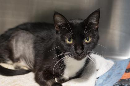 88195a Vixa- Pounce Cat Cafe, Adoptable, Adult Female Domestic Short Hair & Domestic Short Hair.