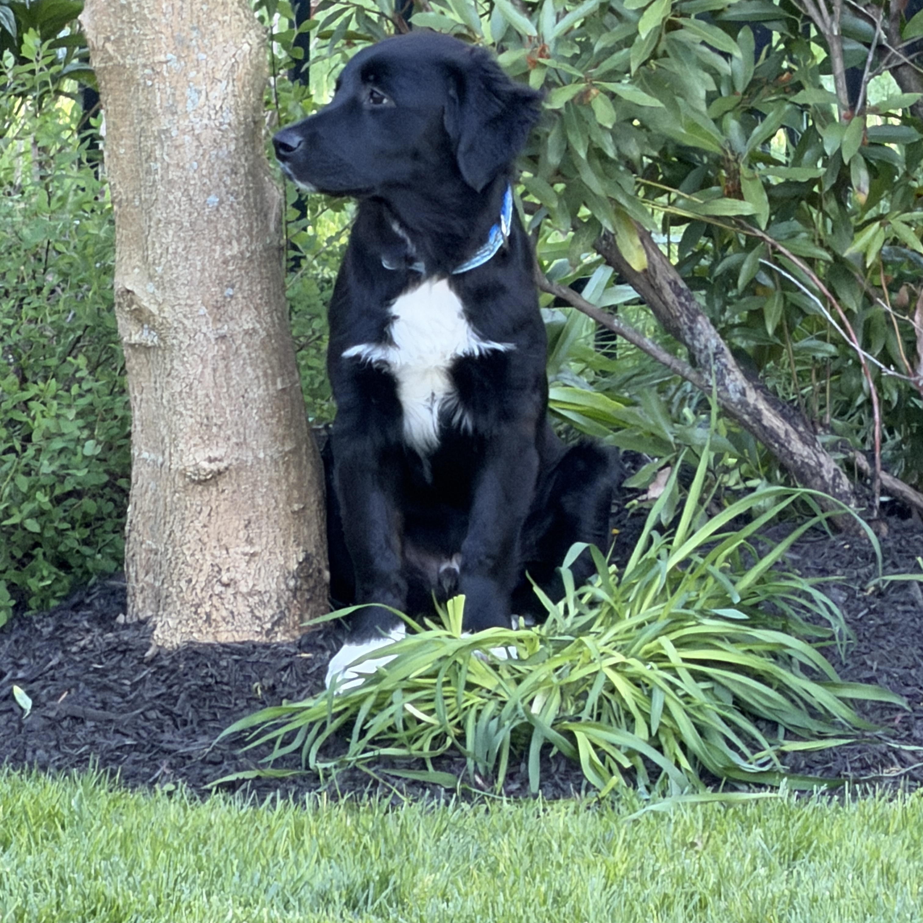 Enlarge Thor, an adopted mixed breed in Chatham, NJ image 5/5