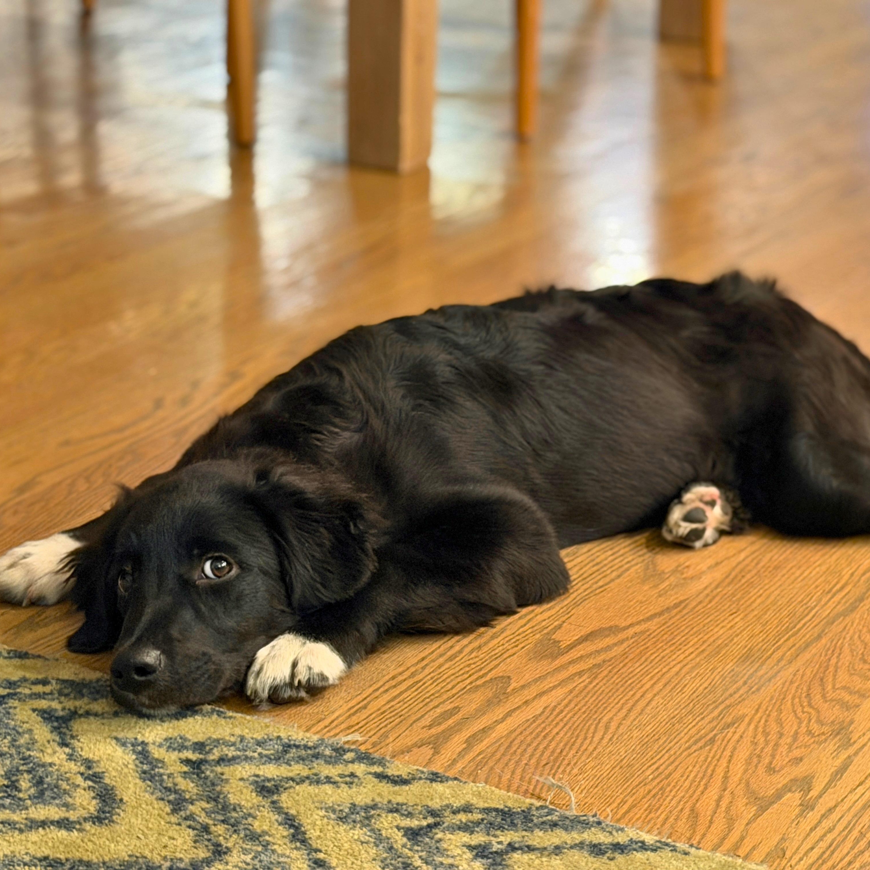 Thor, ADOPTABLE, Puppy Male Golden Retriever & Australian Shepherd.