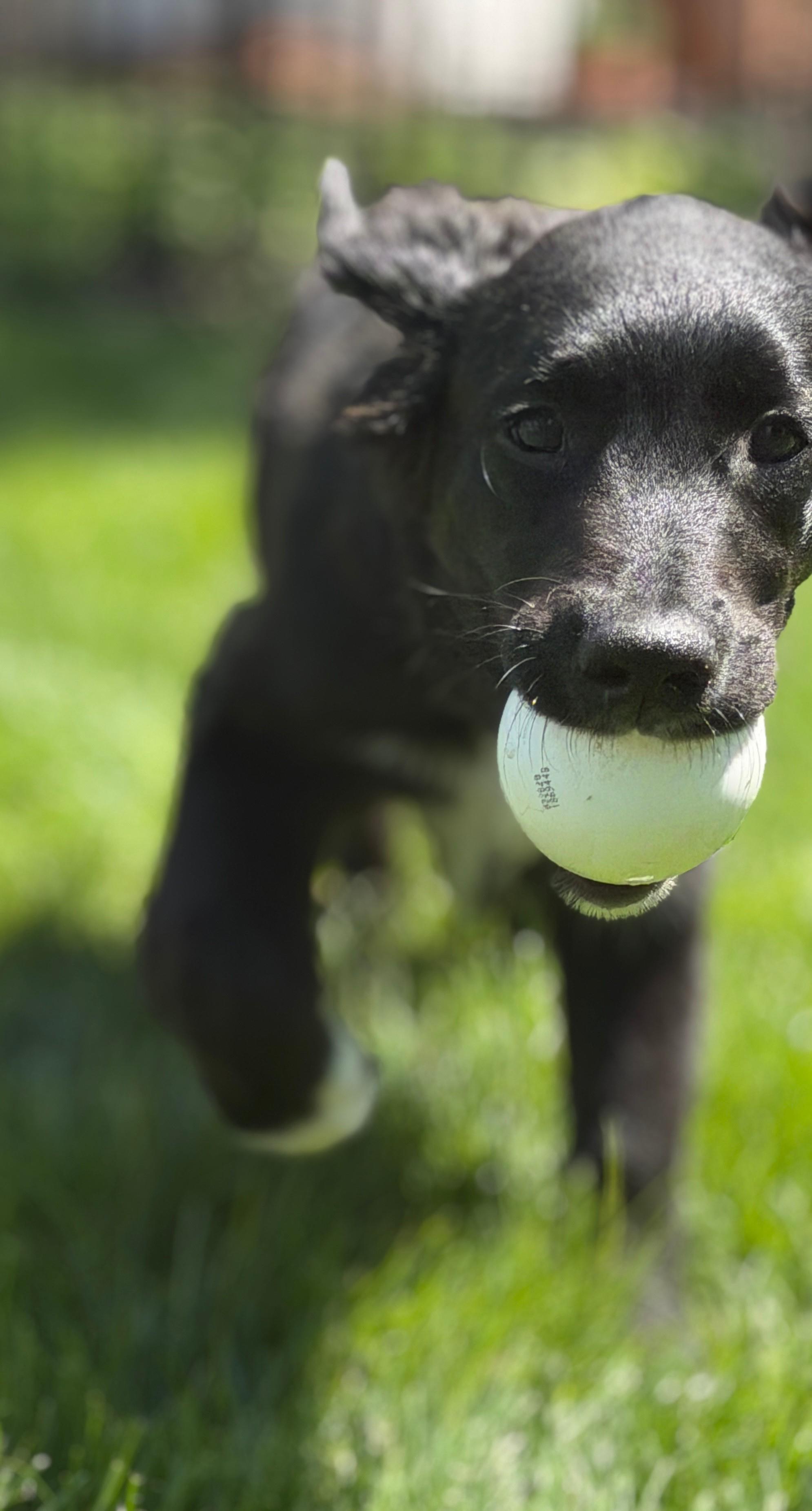 Enlarge Thor, an adopted mixed breed in Chatham, NJ image 4/5