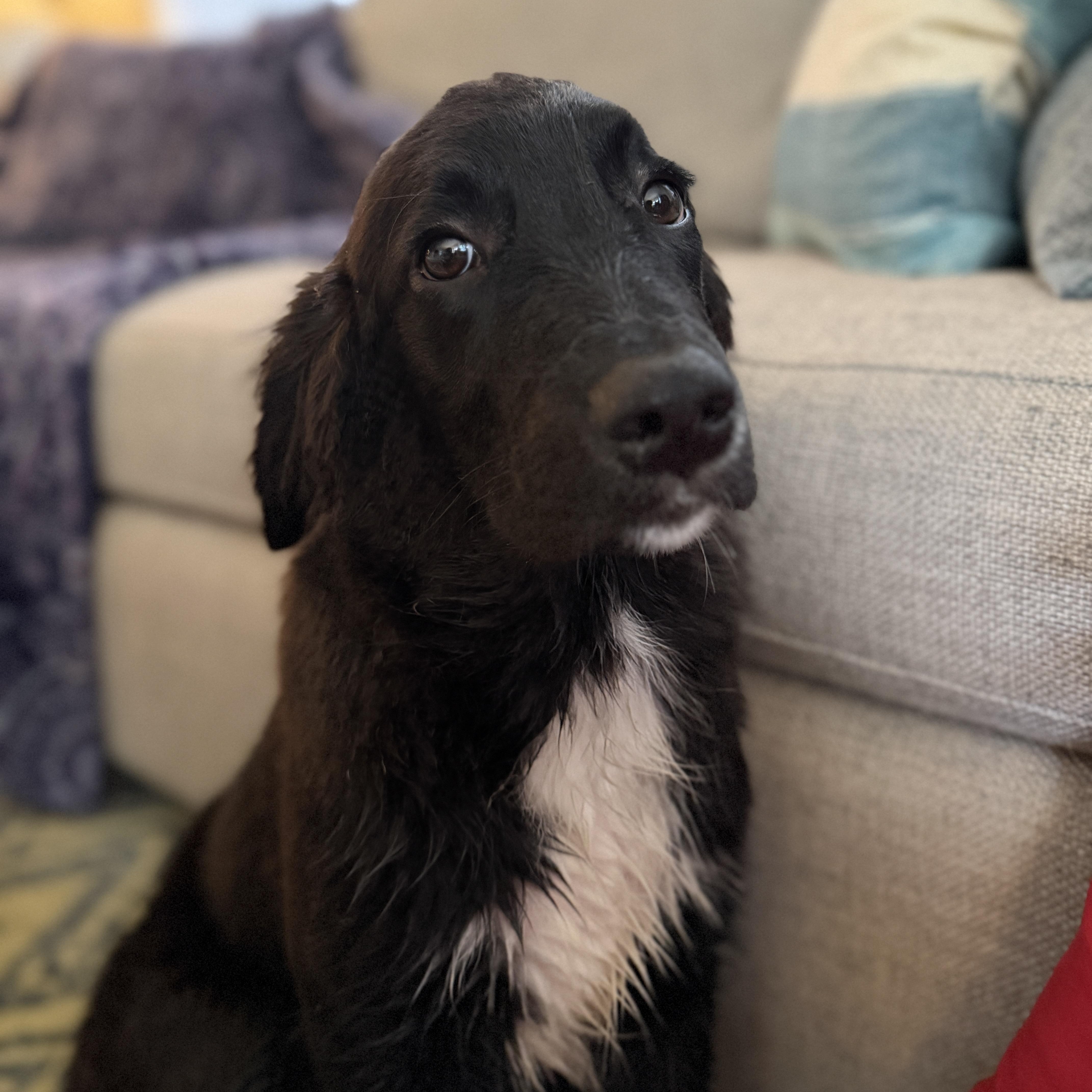 Enlarge Thor, a ADOPTABLE mixed breed in Chatham, NJ image 5/5