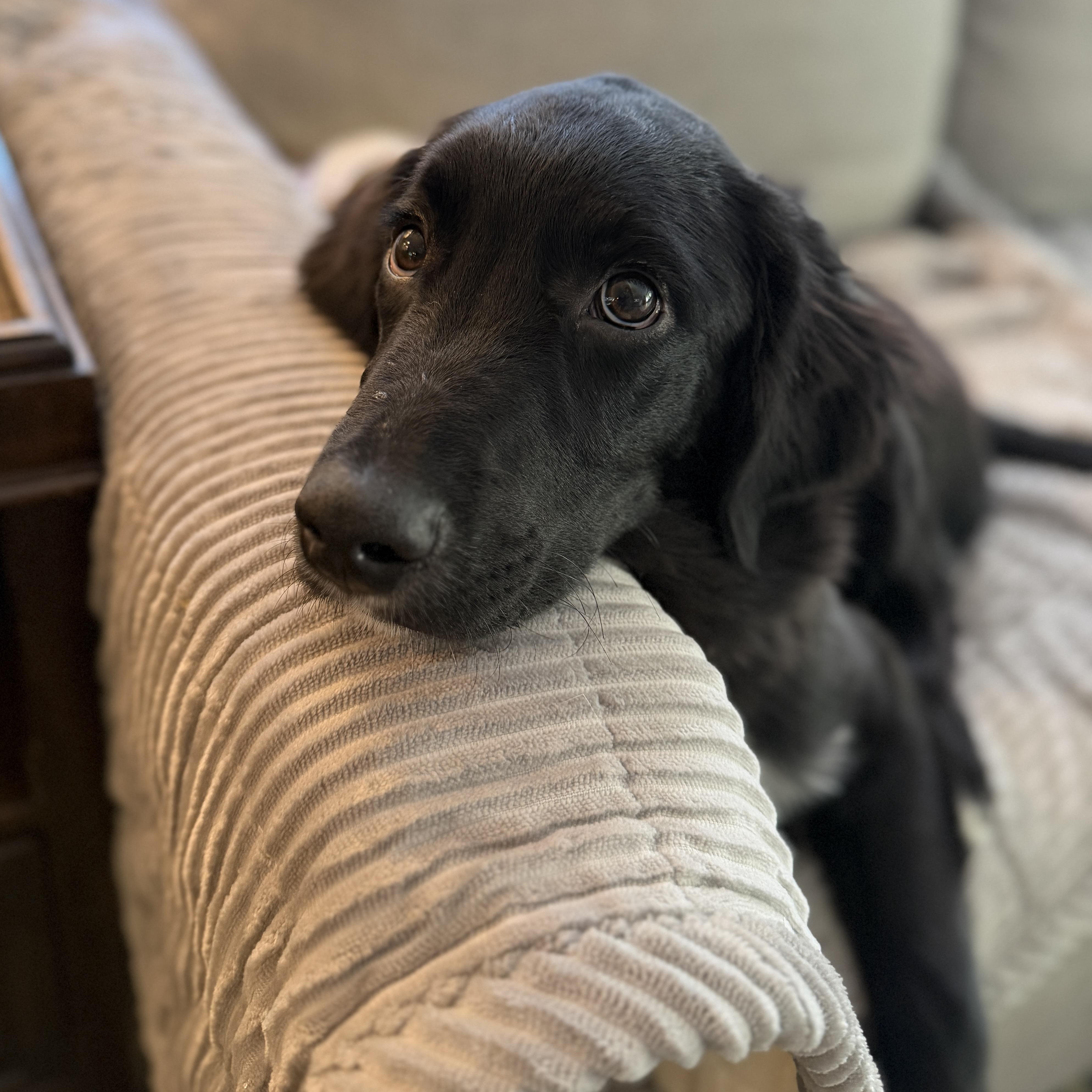 Thor, ADOPTABLE, Puppy Male Golden Retriever & Australian Shepherd.