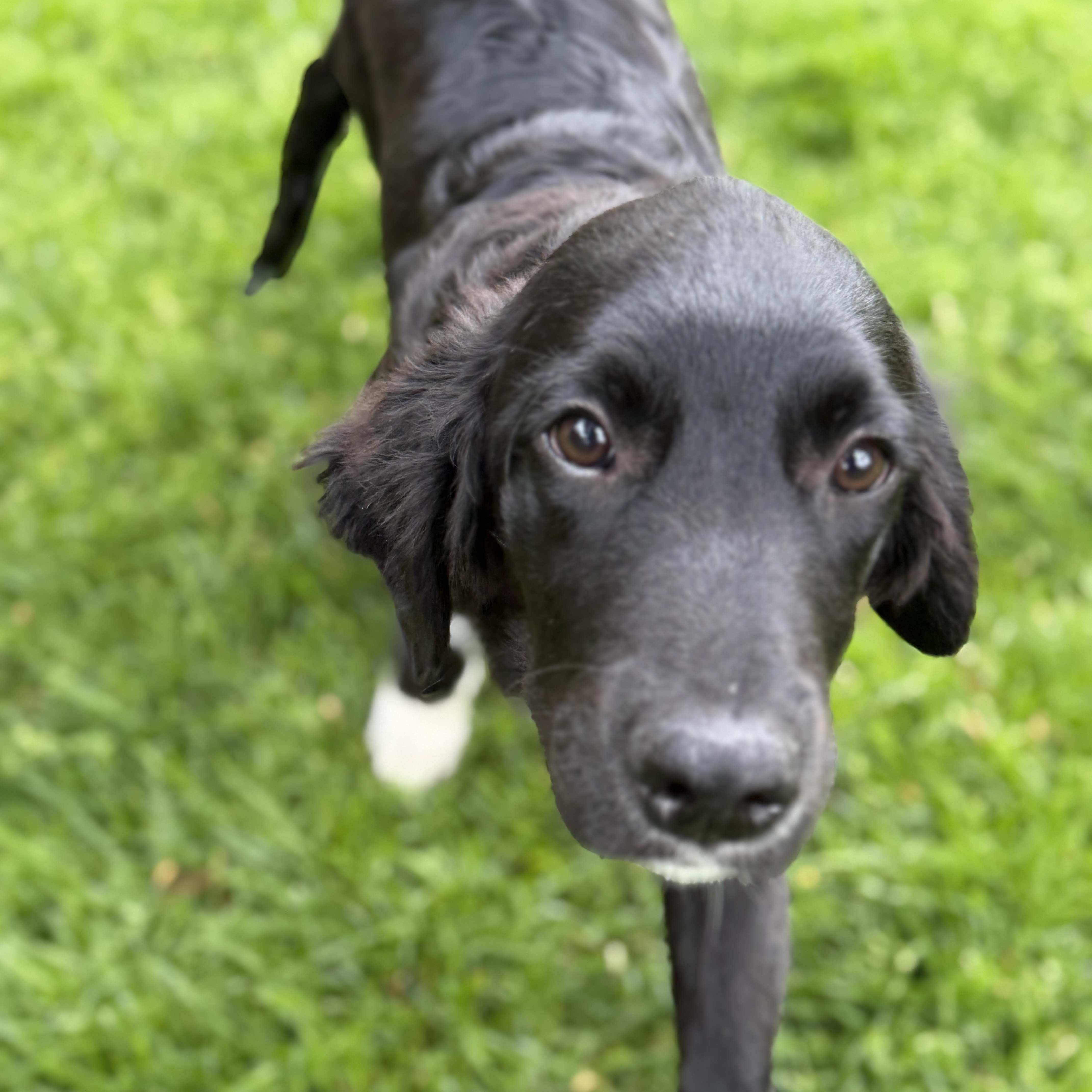 Enlarge Thor, a ADOPTABLE mixed breed in Chatham, NJ image 3/5