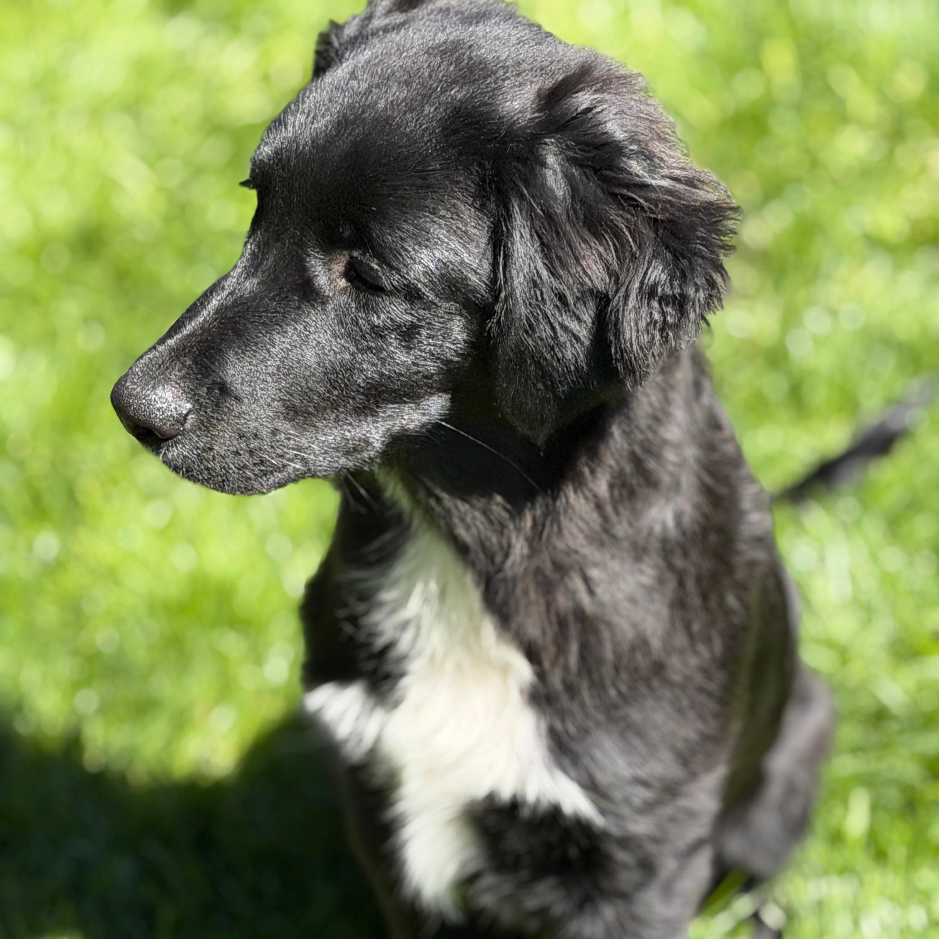 Enlarge Thor, a ADOPTABLE mixed breed in Chatham, NJ image 2/5