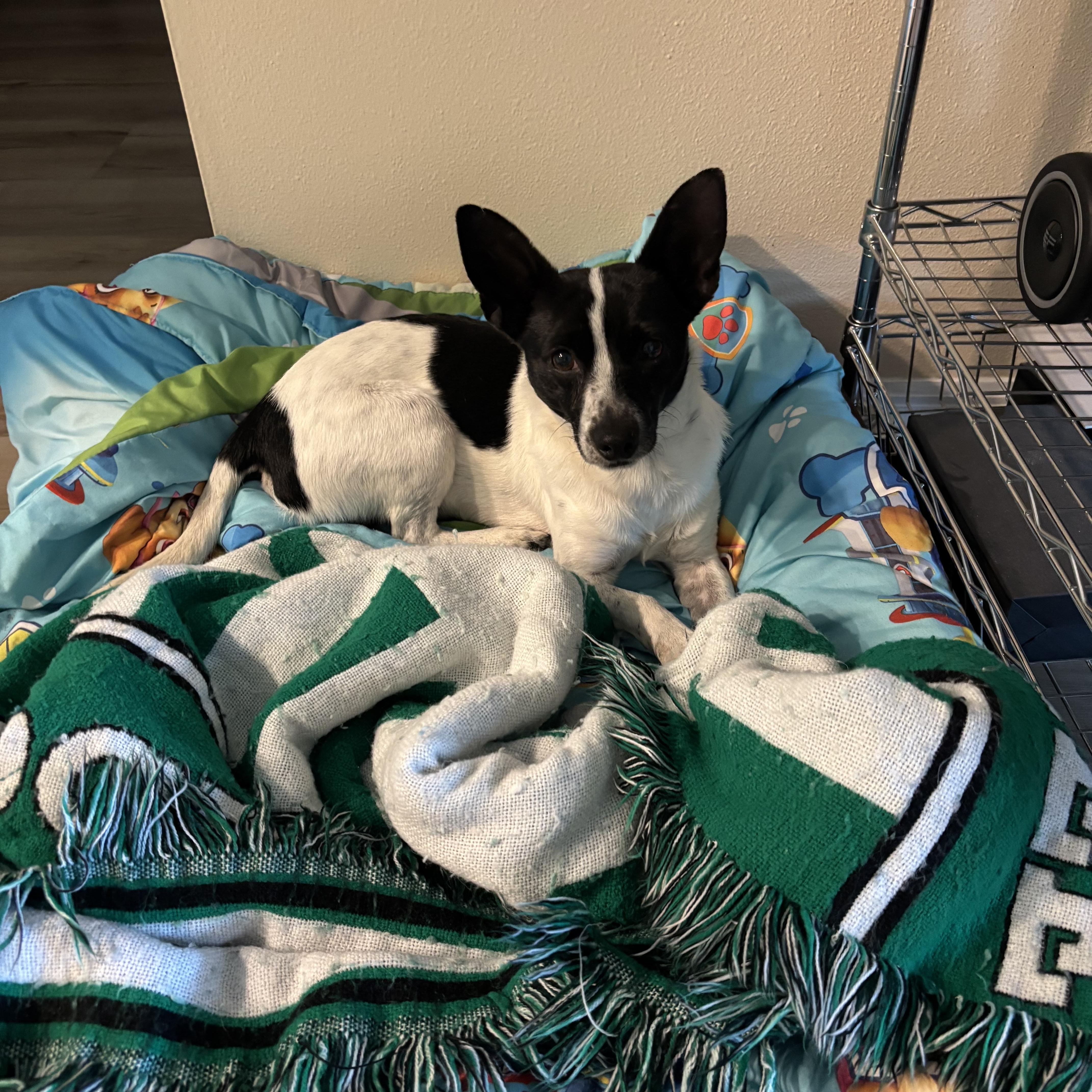 Enlarge Maddox, an adopted Mixed Breed in Palm Bay, FL image 5/6