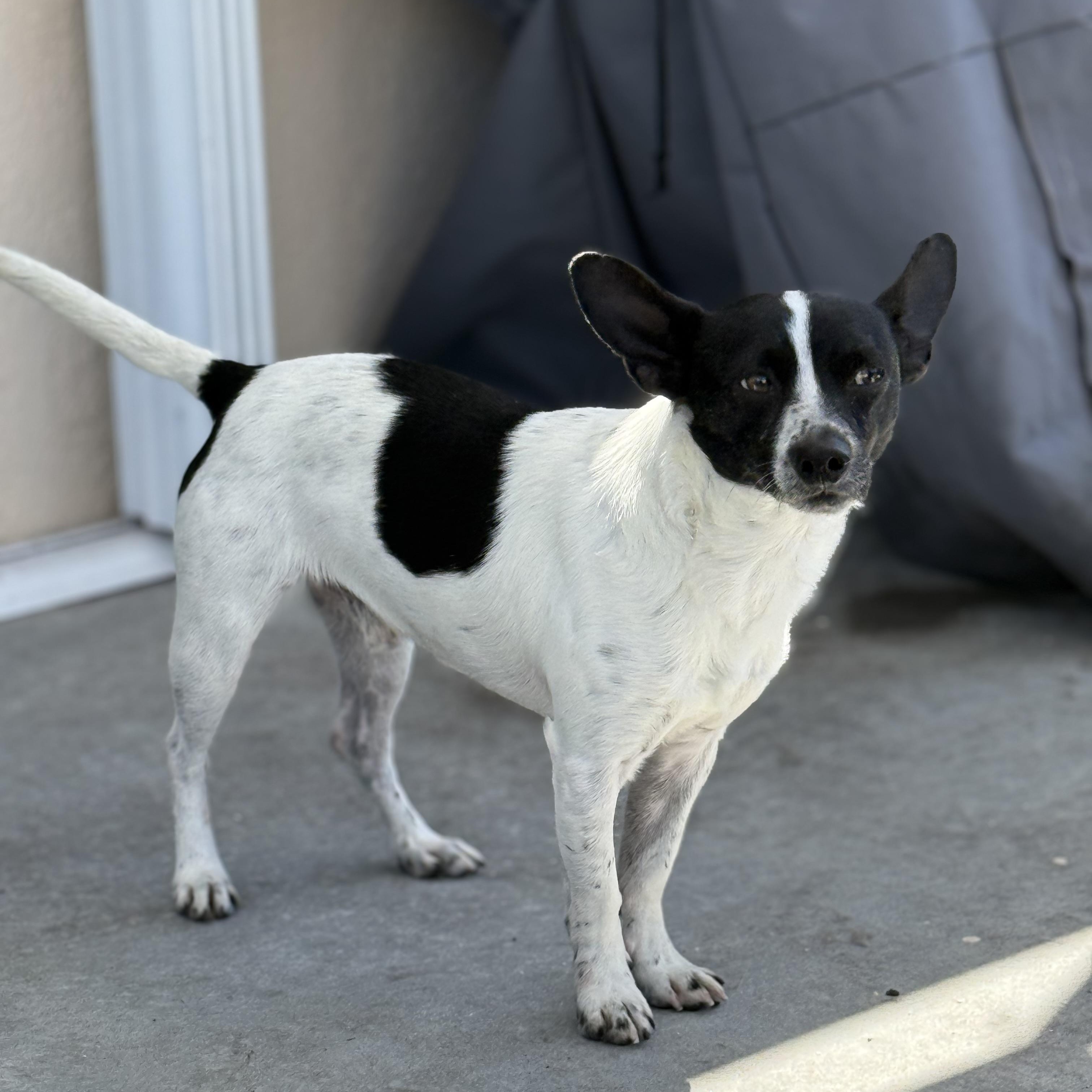 Enlarge Maddox, an adopted Mixed Breed in Palm Bay, FL image 3/6