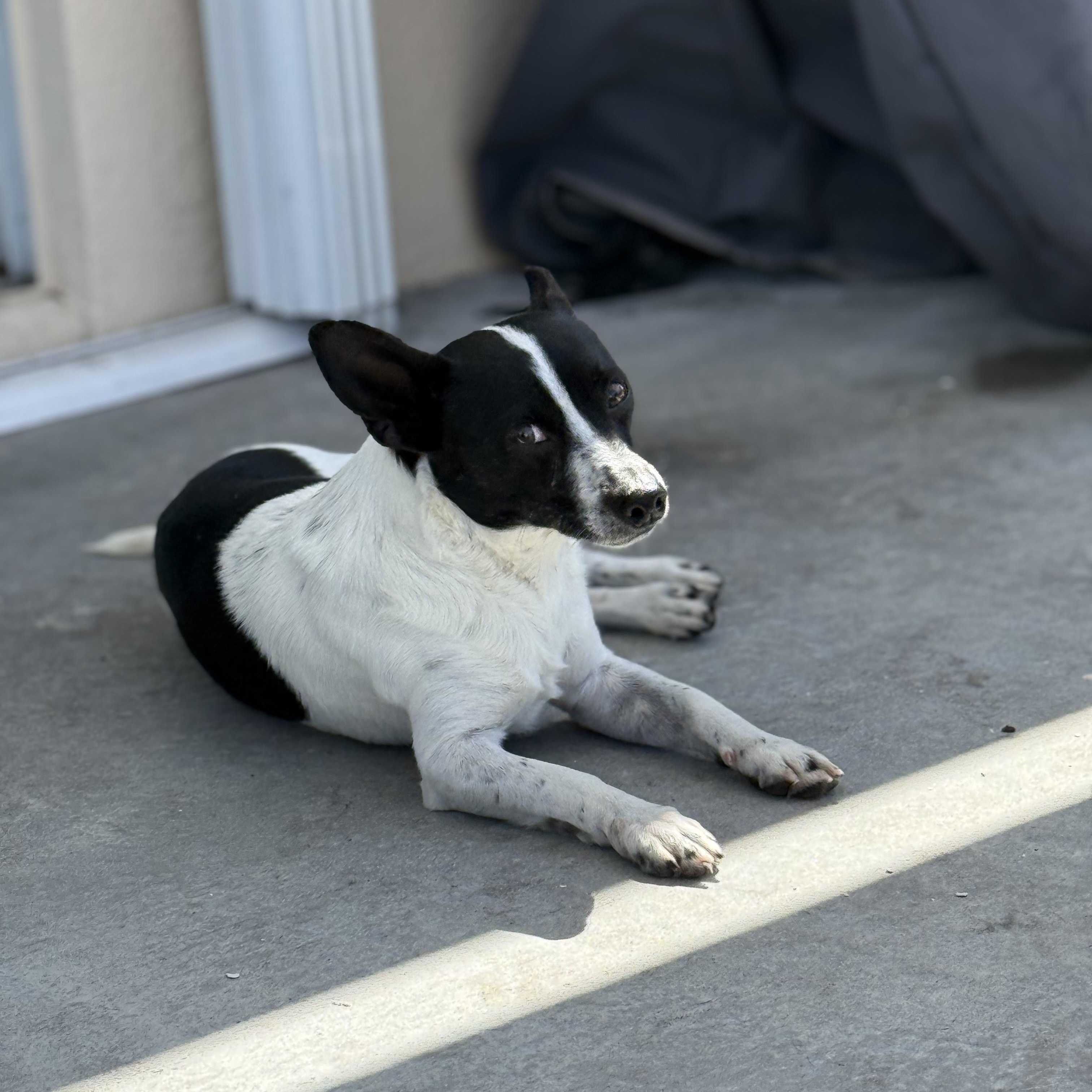 Enlarge Maddox, an adopted Mixed Breed in Palm Bay, FL image 1/6
