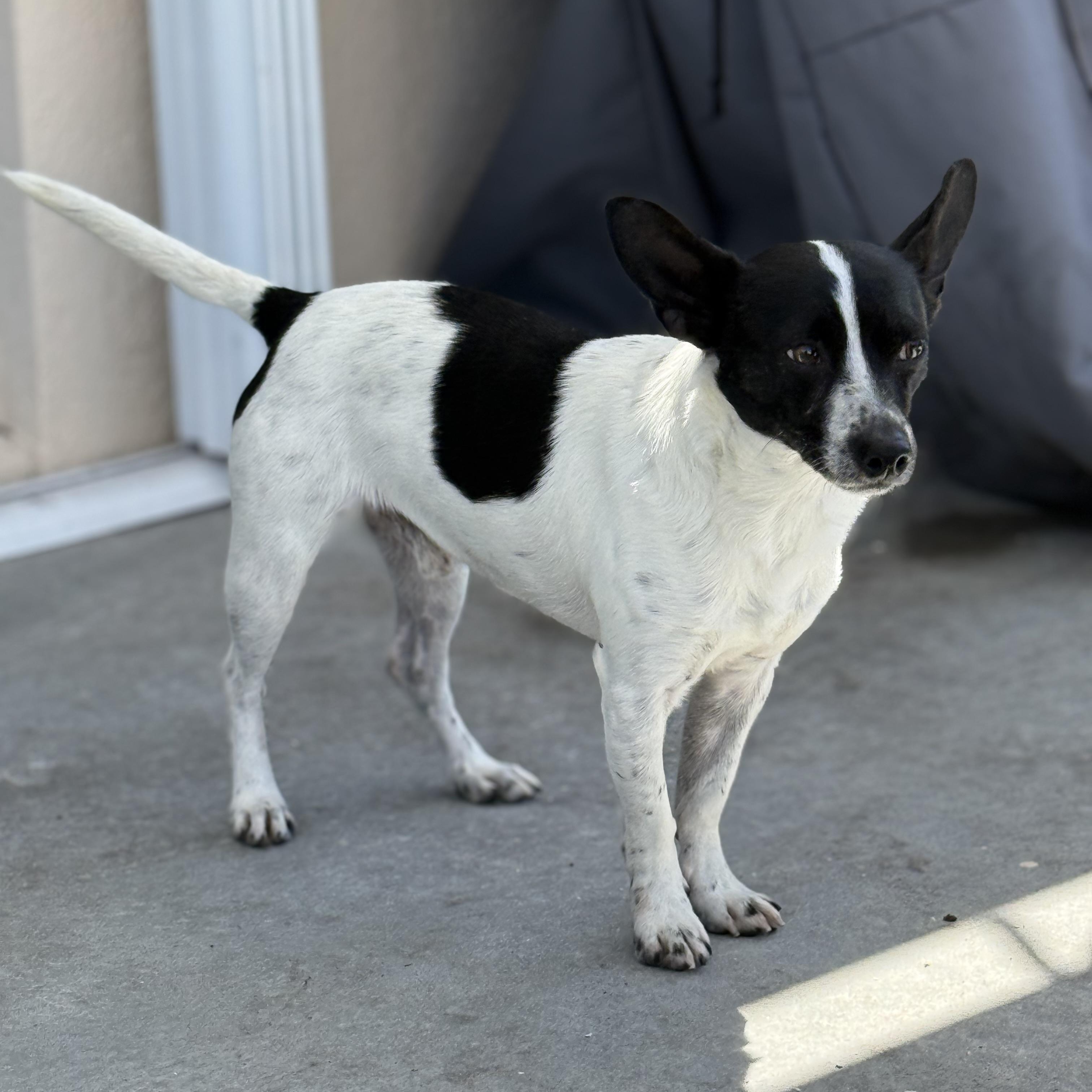 Enlarge Maddox, an adopted Mixed Breed in Palm Bay, FL image 2/6