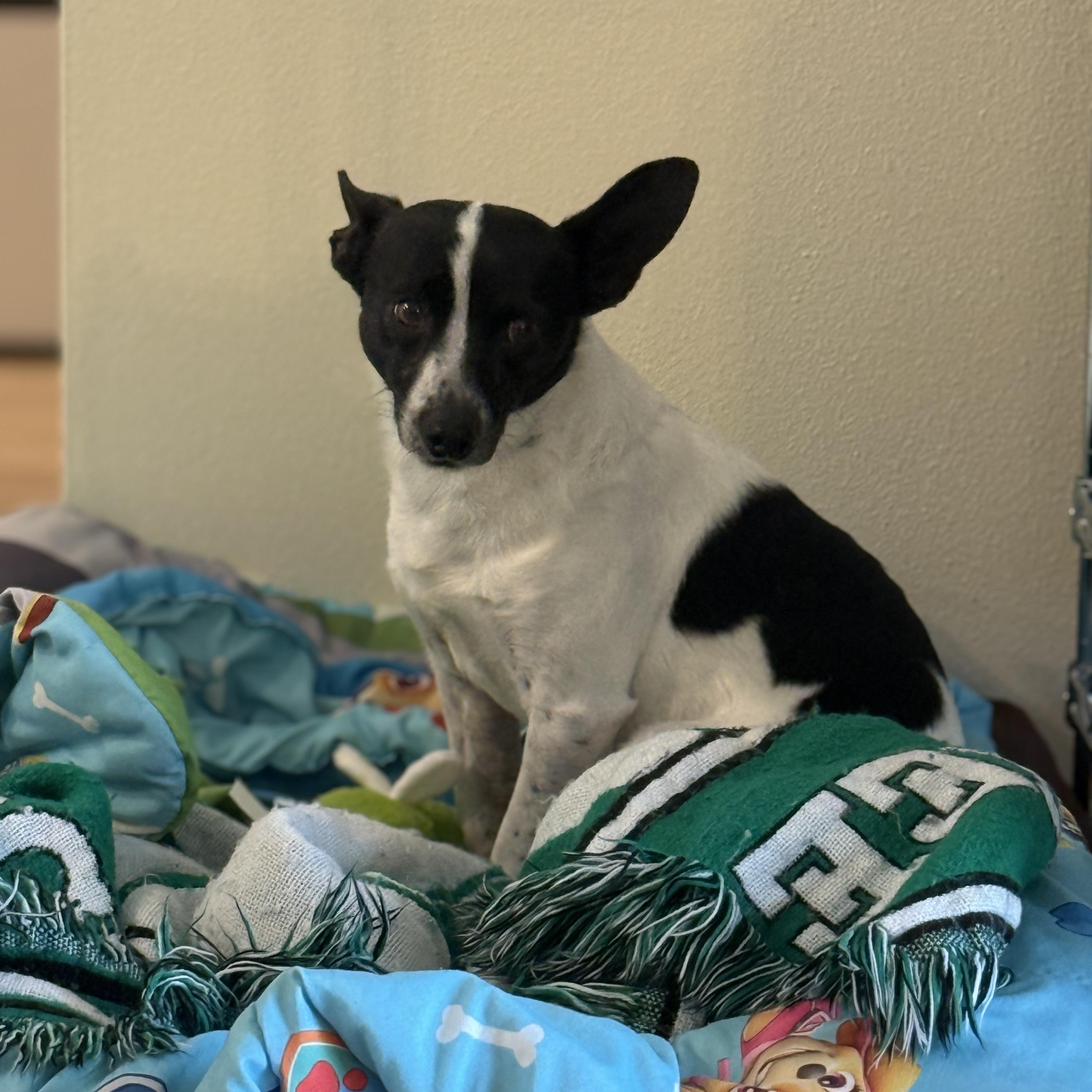 Enlarge Maddox, an adopted Mixed Breed in Palm Bay, FL image 4/6