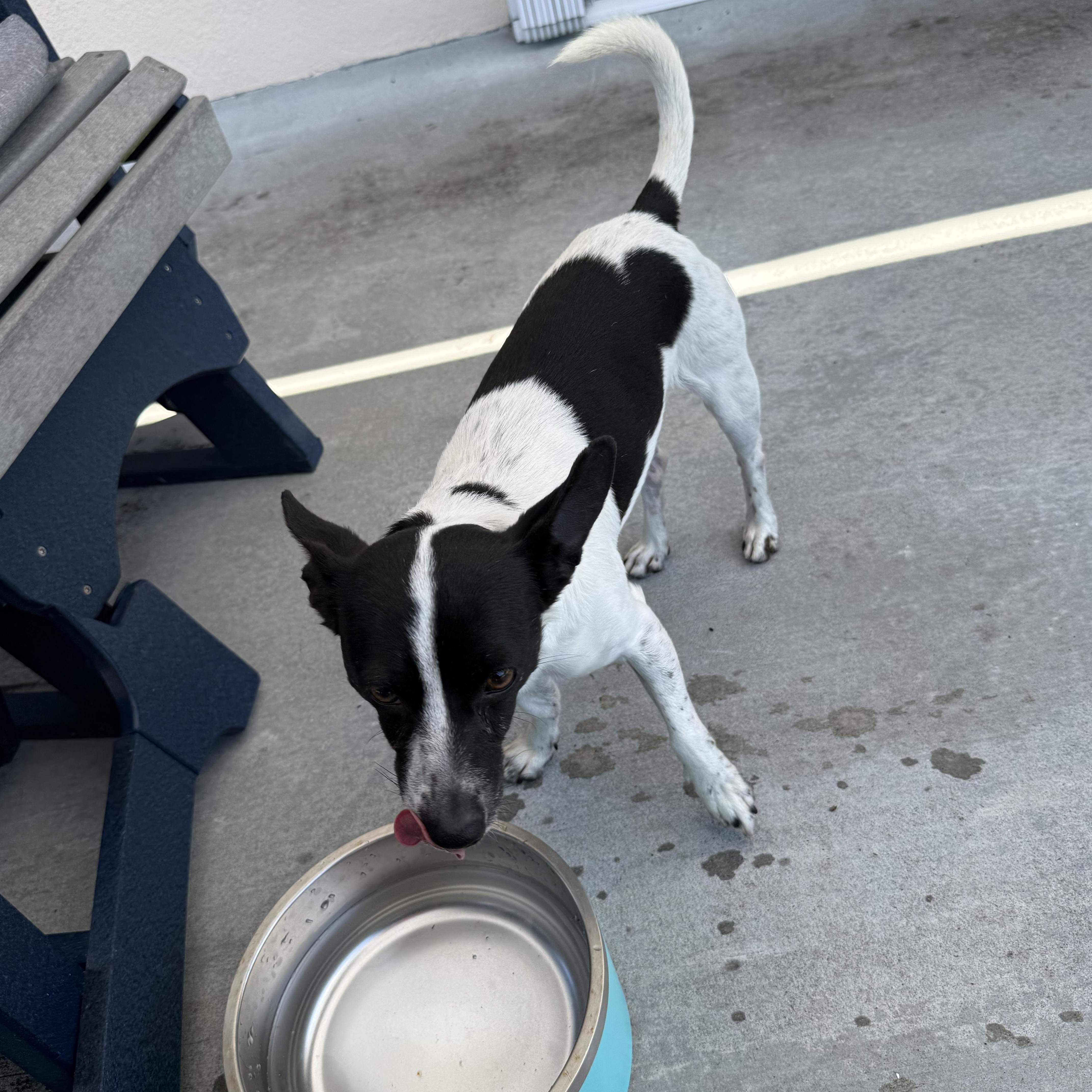 Enlarge Maddox, an adopted Mixed Breed in Palm Bay, FL image 6/6