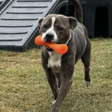 Big Shot : Your loyal best friend, adoptable, Young Male Pit Bull Terrier & American Staffordshire Terrier.