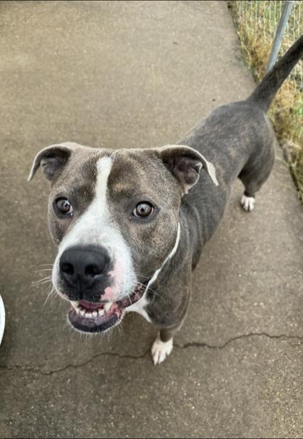 Enlarge Big Shot : Your loyal best friend, an adoptable mixed breed in Houston, TX image 4/6