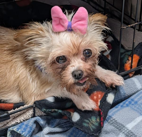 Lucy, Adoptable, Senior Female Yorkshire Terrier.