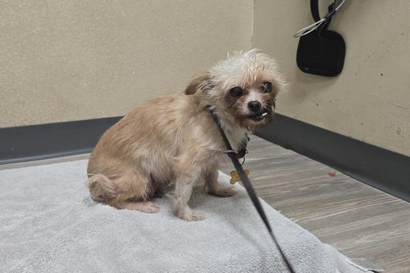 Enlarge Lucy, a Adoptable mixed breed in Oceanside, CA image 2/2