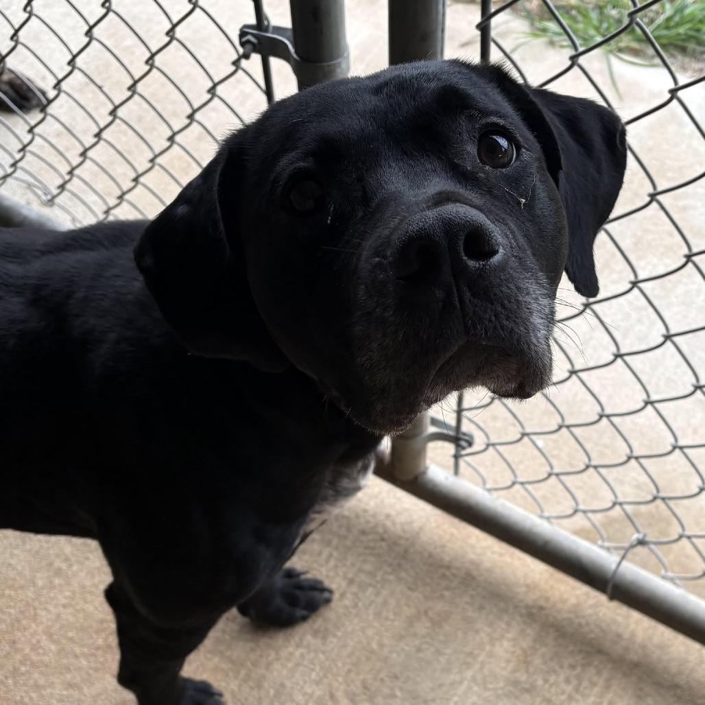 Enlarge Brutus, a Adoptable Mixed Breed in Newborn, GA image 1/1