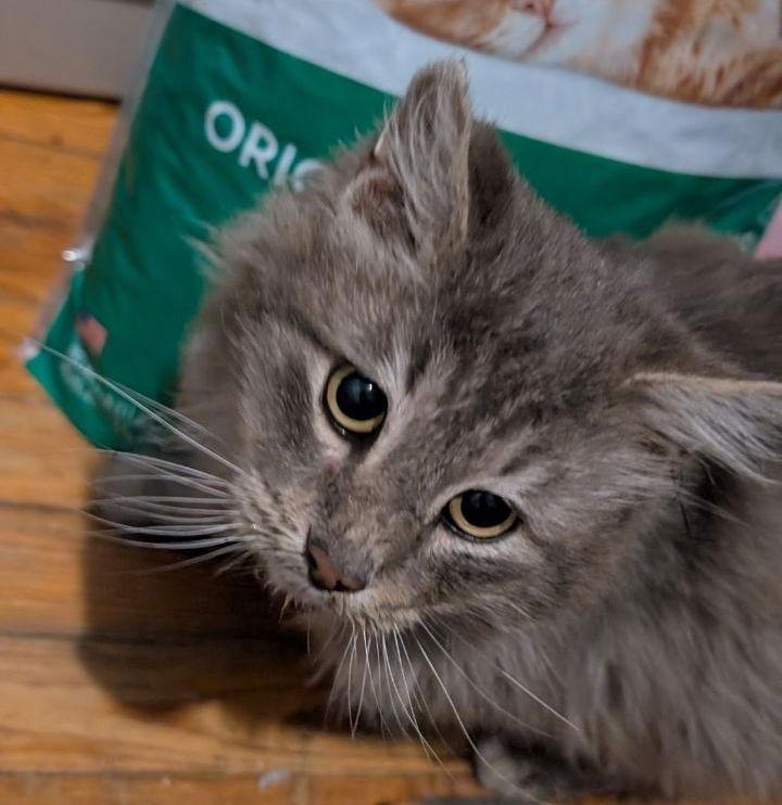 Smokey Joe, a Adoptable Domestic Medium Hair in Pikesville, MD image 1/3