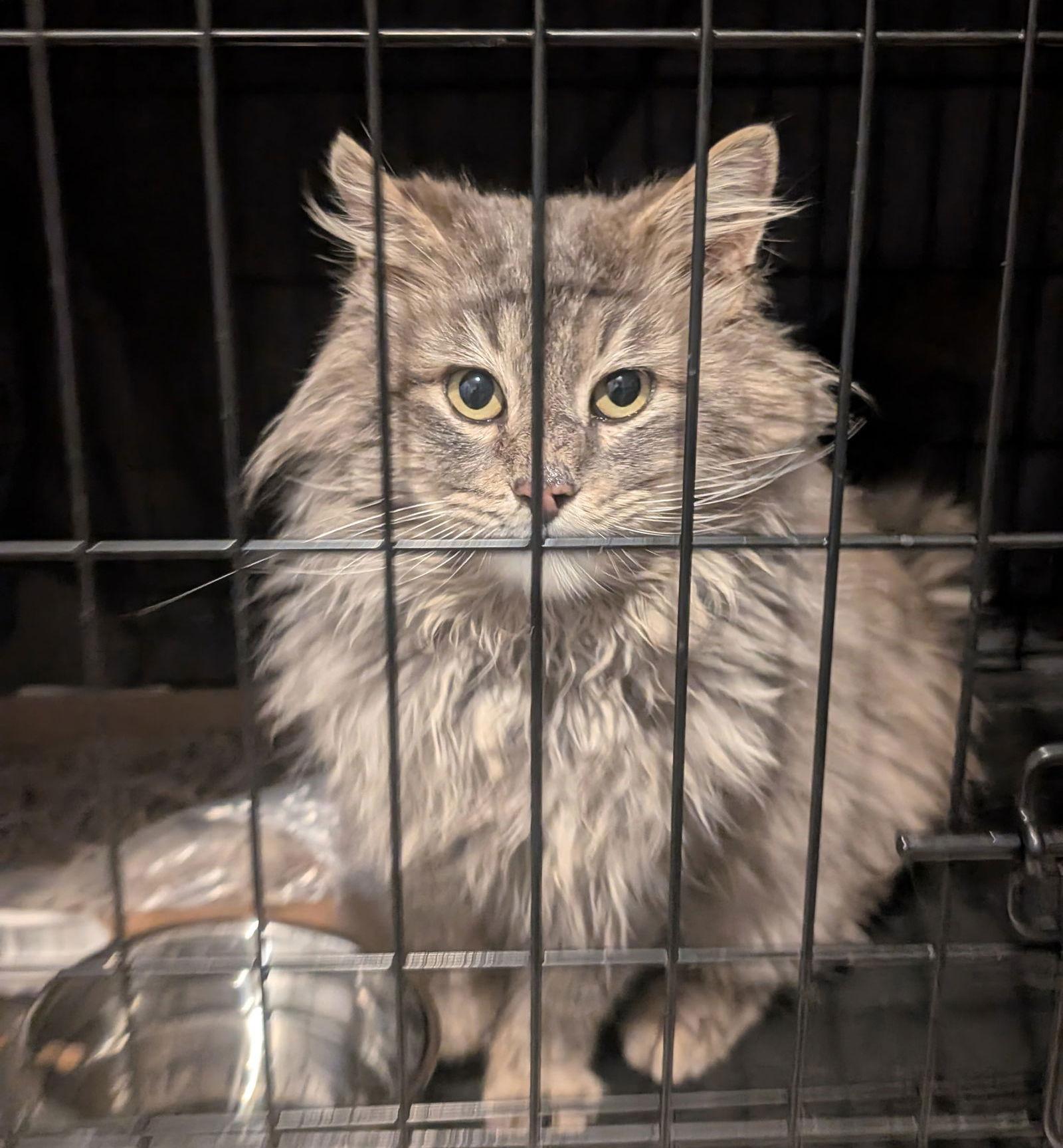 Smokey Joe, a Adoptable Domestic Medium Hair in Pikesville, MD image 2/3