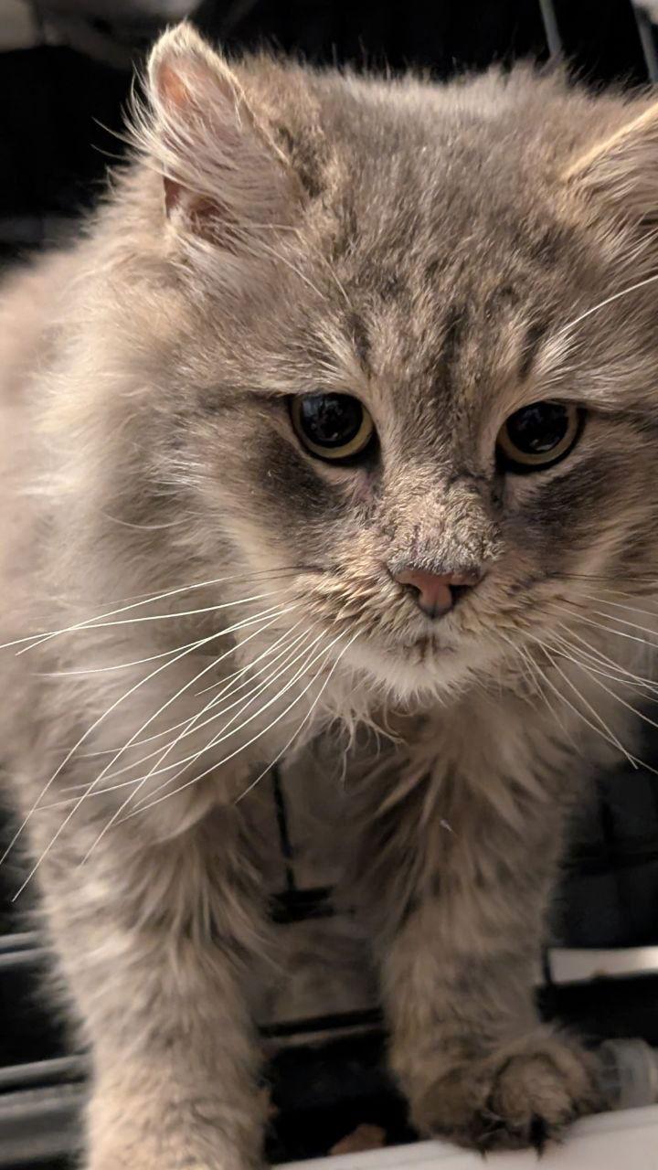 Smokey Joe, a Adoptable Domestic Medium Hair in Pikesville, MD image 3/3