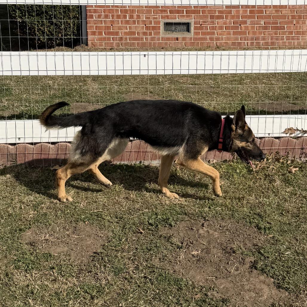 Enlarge Priscilla, a Adoptable German Shepherd Dog in Tulsa, OK image 4/4
